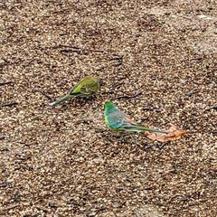 Psephotus haematonotus