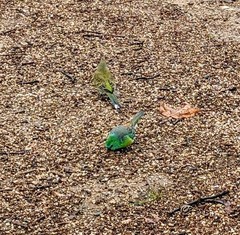 Psephotus haematonotus