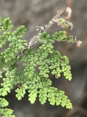 Myriopteris myriophylla