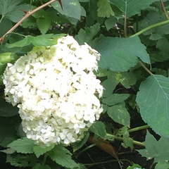 Hydrangea arborescens