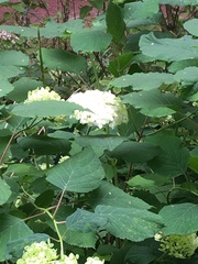 Hydrangea arborescens