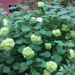 Hydrangea arborescens