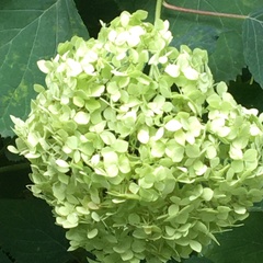 Hydrangea arborescens