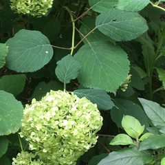 Hydrangea arborescens