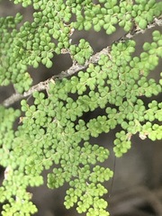 Myriopteris myriophylla
