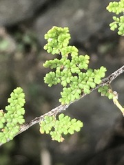 Myriopteris myriophylla