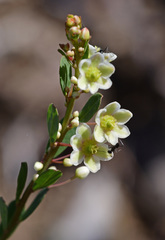 Phyllanthus calycinus