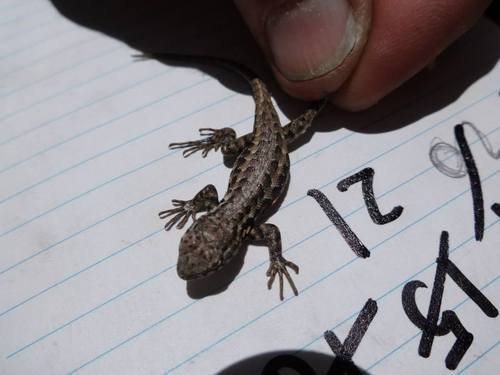 iNaturalist observation photo of Southern Sagebrush Lizard