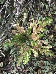 Selaginella lepidophylla