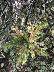 Selaginella lepidophylla