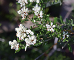 Grevillea candolleana