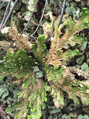 Selaginella lepidophylla