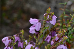 Tetratheca labillardierei
