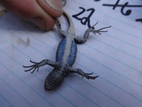 iNaturalist observation photo of Southern Sagebrush Lizard