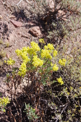 Eriogonum microtheca ambiguum