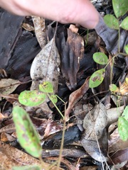 Desmodium rhytidophyllum