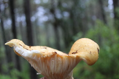 Lactarius zonarius