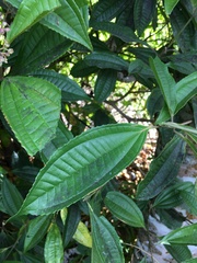 Miconia prasina