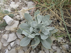 Physaria bellii