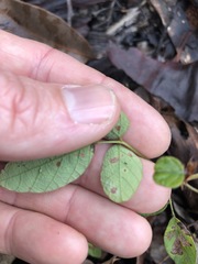 Desmodium rhytidophyllum