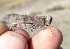 Circotettix carlinianus