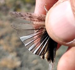 Circotettix carlinianus