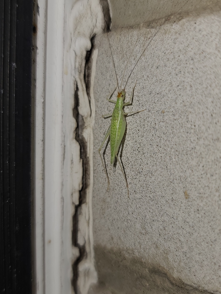 Narrowwinged Tree Cricket from Belleville, ON K8R 1B2, Canada on