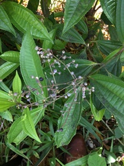 Miconia prasina