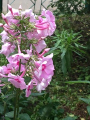 Phlox