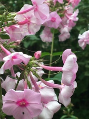 Phlox