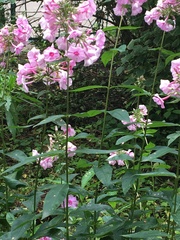 Phlox