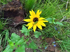 Helianthus debilis silvestris