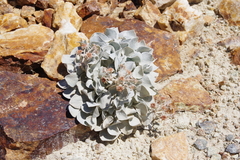 Eriogonum robustum