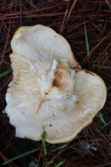 Lactarius zonarius