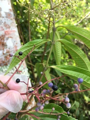 Miconia prasina