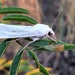 Copablepharon viridisparsa - Photo (c) Doug Macaulay, algunos derechos reservados (CC BY), subido por Doug Macaulay