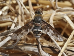 Exoprosopa divisa