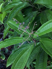Miconia prasina