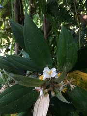 Miconia urbanii