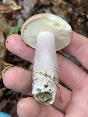 Boletus nobilis
