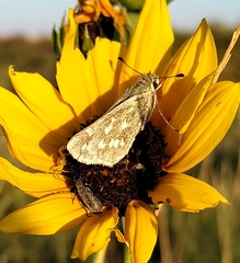Hesperia assiniboia