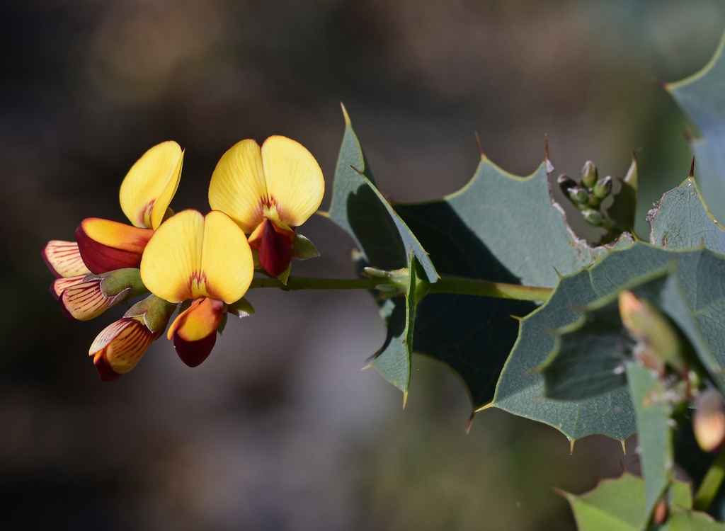 Prickly Poison