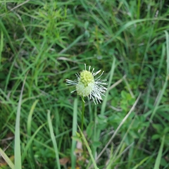 Sanguisorba canadensis