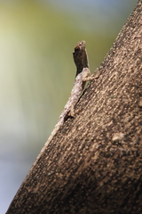 Philippine Flyingdragon photo 4