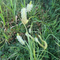 Sanguisorba canadensis