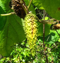 Matelea hirtelliflora