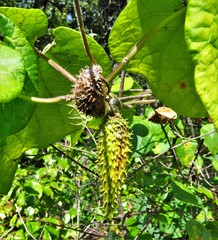 Matelea hirtelliflora