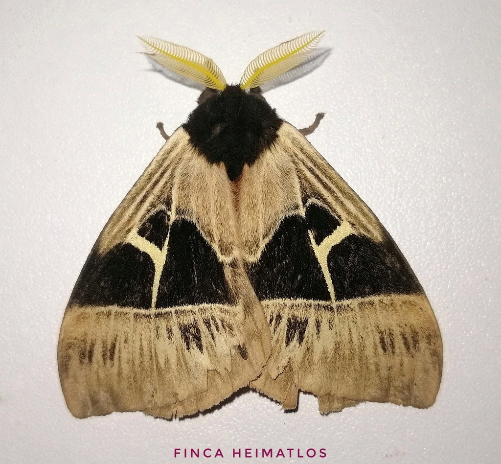 Dirphia subhorca
