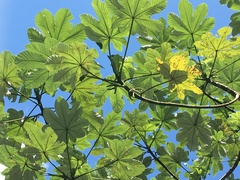 Cecropia schreberiana