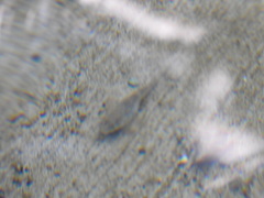 Cottus aleuticus